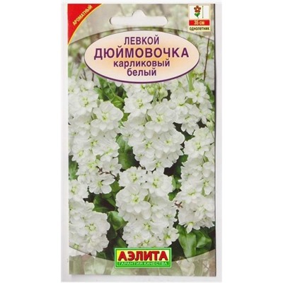 Левкой Дюймовочка белый (Код: 73348)