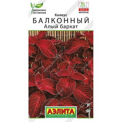 Колеус Алый бархат (Код: 91008)