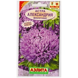 Астра Александрия Фиолетовая (Код: 13732)