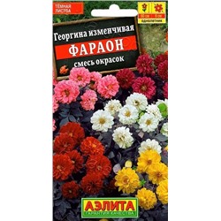 Георгина Фараон (смесь) (Код: 12856)