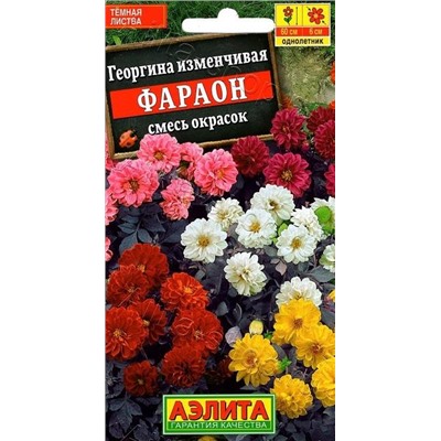 Георгина Фараон (смесь) (Код: 12856)