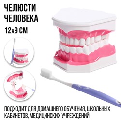 Игровой набор «Макет челюсти человека», 12 × 9 см, с щёткой, щётка цвета МИКС