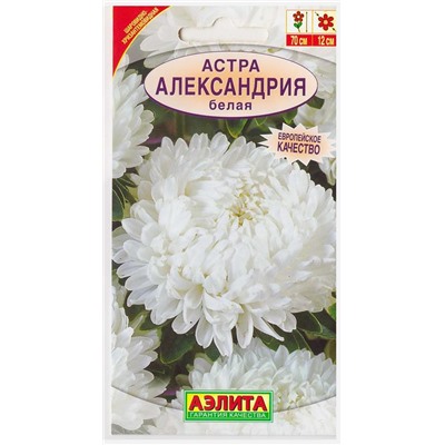 Астра Александрия Белая (Код: 14409)