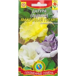 Датура (дурман) Махровый гигант (Код: 75874)