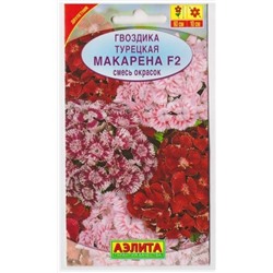 Гвоздика Турецкая Макарена F2 (Код: 10126)