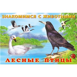 Лесные птицы