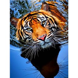 Картина по номерам 40х50 - Купающийся тигр