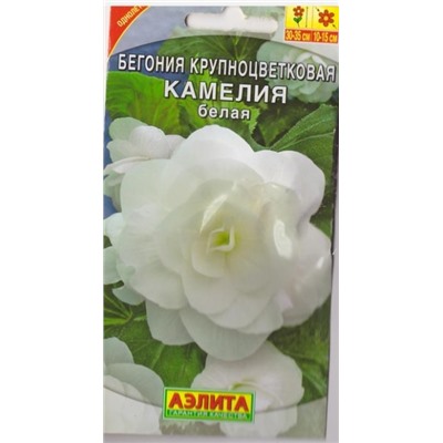 Бегония Камелия белая (Код: 70912)